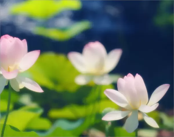 MAM_0280. Nelumbo nucifera. Lotus - Sacred lotus. Pink subject