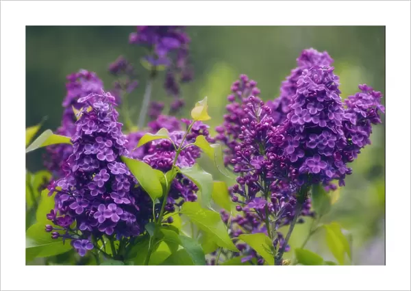 MAM_0075. Syringa vulgaris. Lilac. Purple subject. Green b / g