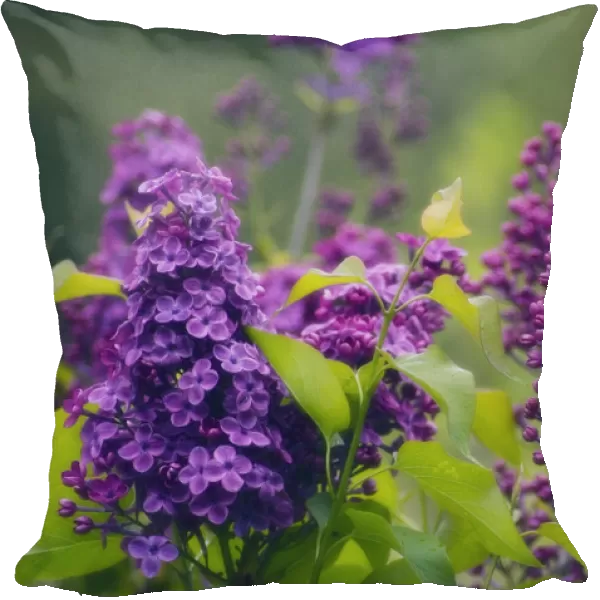 MAM_0075. Syringa vulgaris. Lilac. Purple subject. Green b / g