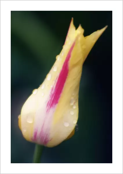 MAM_0560. Tulipa - variety not identified. Tulip. Yellow subject. Green b / g