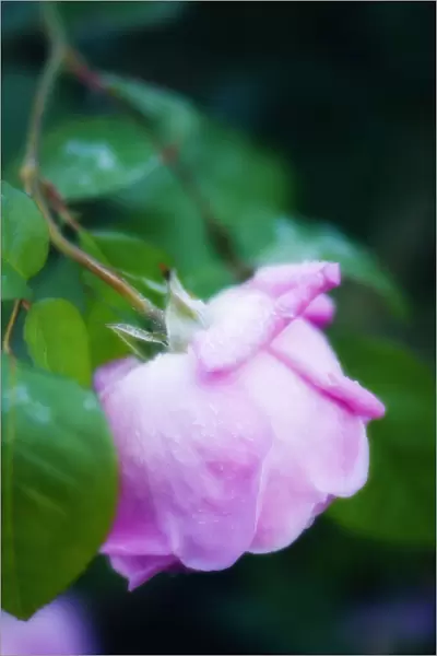 MAM_0526. Rosa - variety not identified. Rose. Pink subject. Green b / g