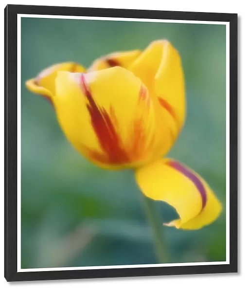 MAM_0346. Tulipa - variety not identified. Tulip. Yellow subject