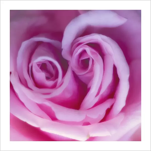 MAM_0511. Rosa - variety not identified. Rose. Pink subject. Pink b / g
