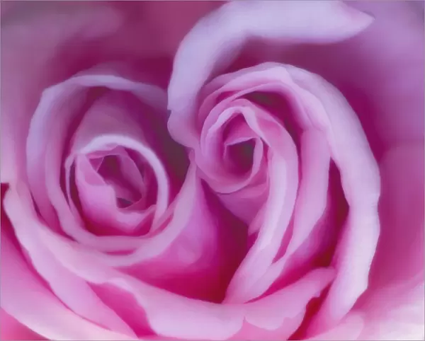 MAM_0511. Rosa - variety not identified. Rose. Pink subject. Pink b / g