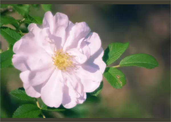 MAM_0510. Rosa - variety not identified. Rose  /  Wild rose  /  Dog rose. White subject