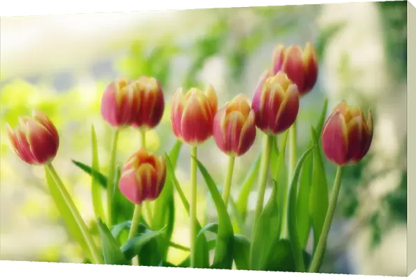 MAM_0594. Tulipa - variety not identified. Tulip. Red subject