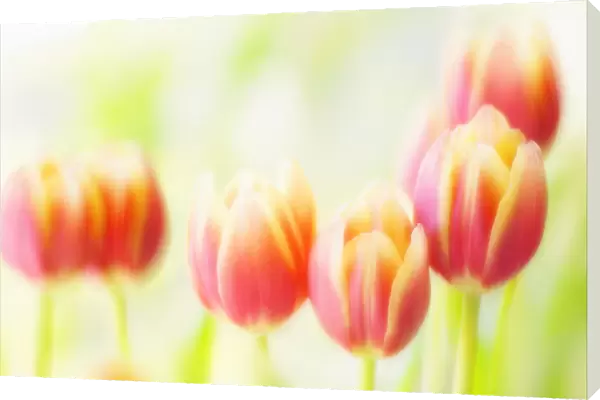 MAM_0595. Tulipa - variety not identified. Tulip. Red subject. Green b / g
