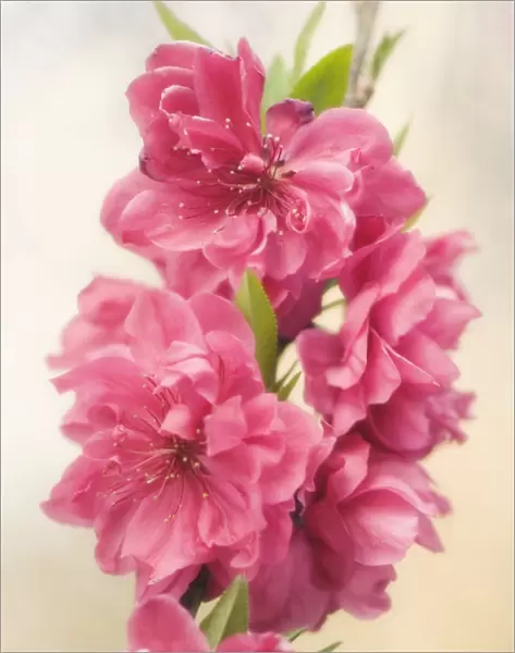 MAM_0634. Prunus persica. Peach. Pink subject