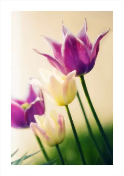 MAM_0589. Tulipa - variety not identified. Tulip. Mixed colours subject