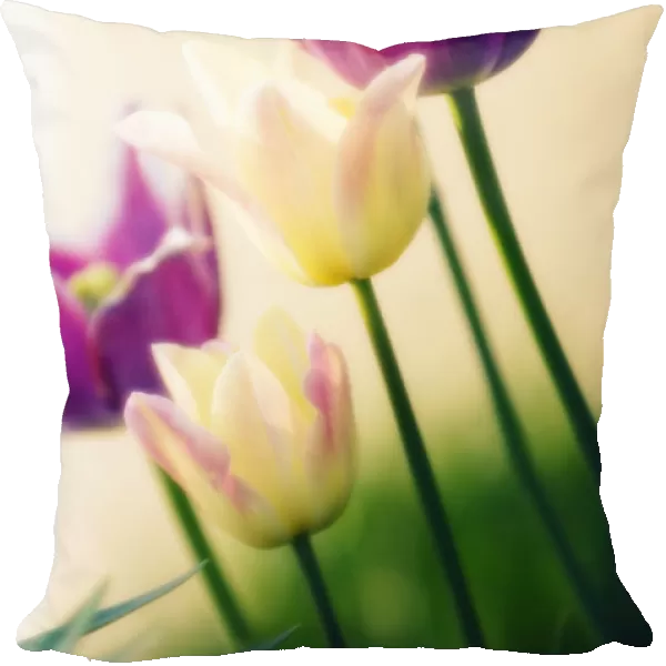 MAM_0589. Tulipa - variety not identified. Tulip. Mixed colours subject