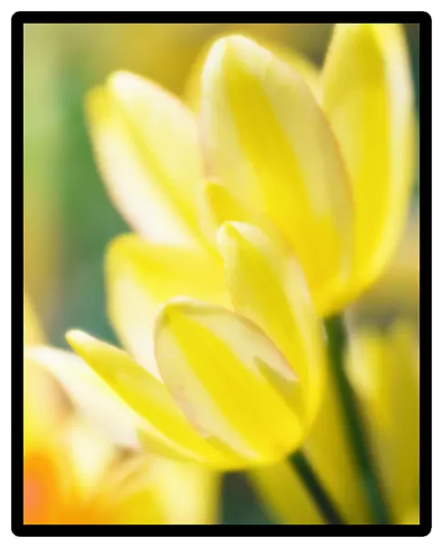 MAM_0590. Tulipa - variety not identified. Tulip. Yellow subject