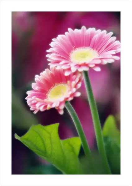 MAM_0455. Gerbera jamesonii. Gerbera  /  Barberton daisy. Pink subject
