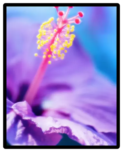 MAM_0457. Hibiscus syriacus. Hibiscus. Yellow subject. Blue b / g
