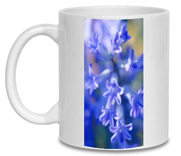 MAM_0460. Hyacinthus orientalis. Hyacinth. Blue subject
