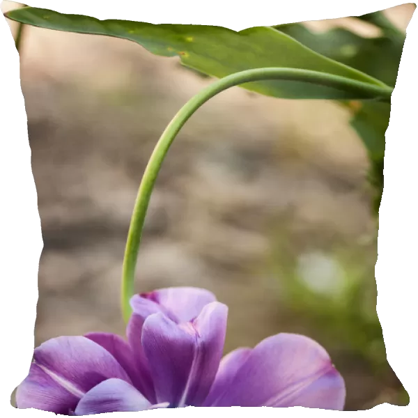 tulipa blue spectacle, tulip, purple subject