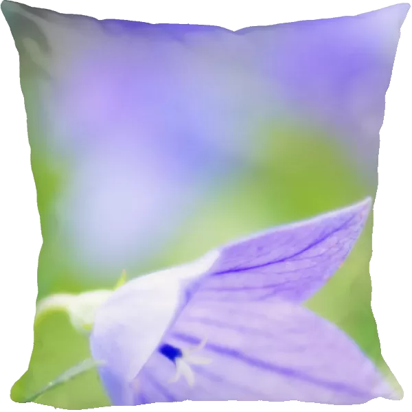 MAM_0411. Platycodon grandiflorus. Balloon flower. Purple subject. Green b / g