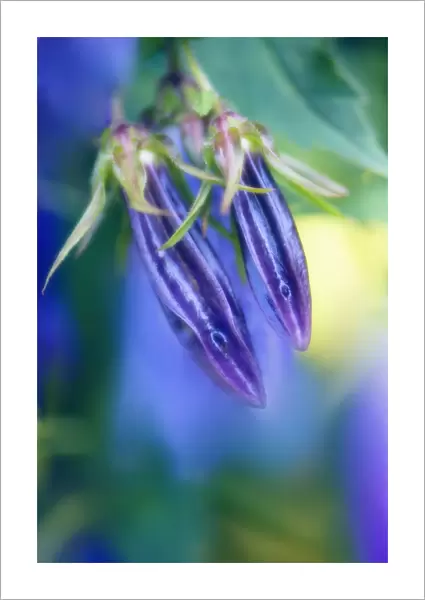 MAM_0413. Campanula rapunculoides. Campanula  /  Bellflower. Purple subject