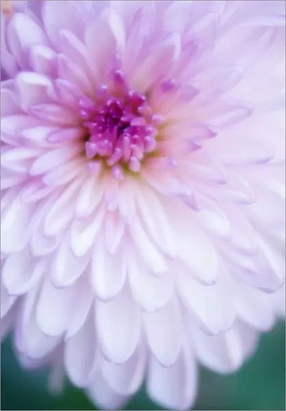 MAM_0431. Chrysanthemum - variety not identified. Chrysanthemum. Pink subject. Green b / g
