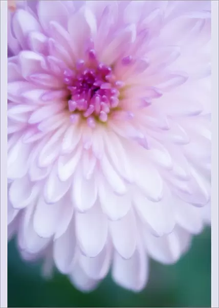 MAM_0431. Chrysanthemum - variety not identified. Chrysanthemum. Pink subject. Green b / g