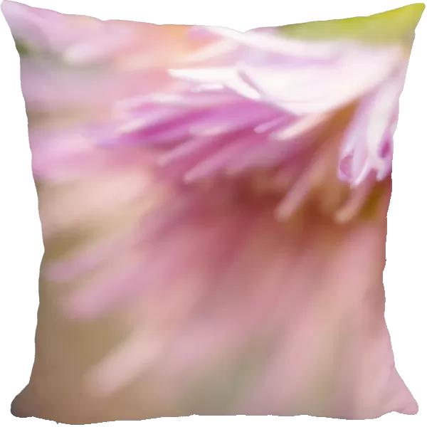 MAM_0427. Chrysanthemum - variety not identified. Chrysanthemum. Pink subject