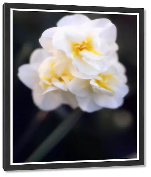MAM_0439. Narcissus - variety not identified. Daffodil. White subject. Black b / g