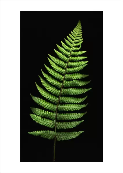 MH_0061. Dryopteris wallichiana. Fern - Wallichs wood fern. Green subject. Black b / g