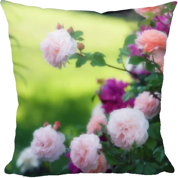 MAM_0687. Rosa - variety not identified. Rose. Pink subject. Green b / g