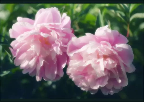 MAM_0680. Paeonia lactiflora Sarah Bernhardt. Peony. Pink subject. Green b / g