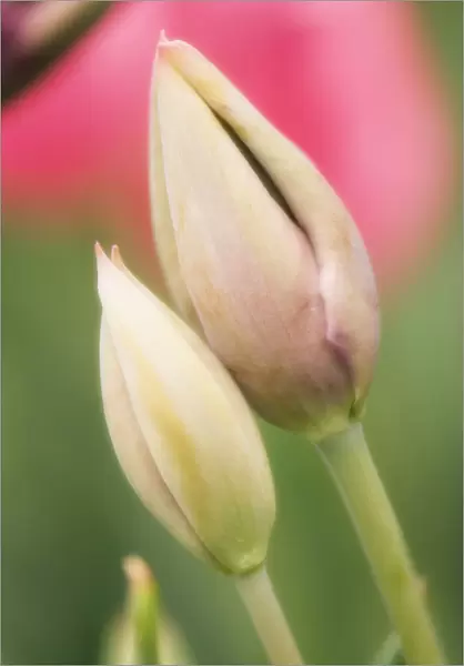 MAM_0706. Tulipa - variety not identified. Tulip. Peach subject