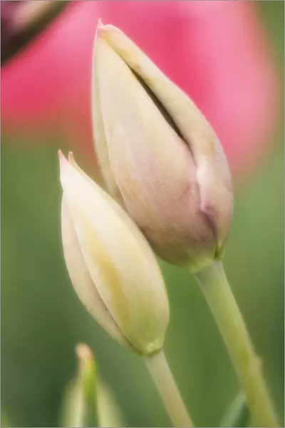 MAM_0706. Tulipa - variety not identified. Tulip. Peach subject
