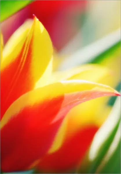 MAM_0698. Tulipa - variety not identified. Tulip. Orange subject