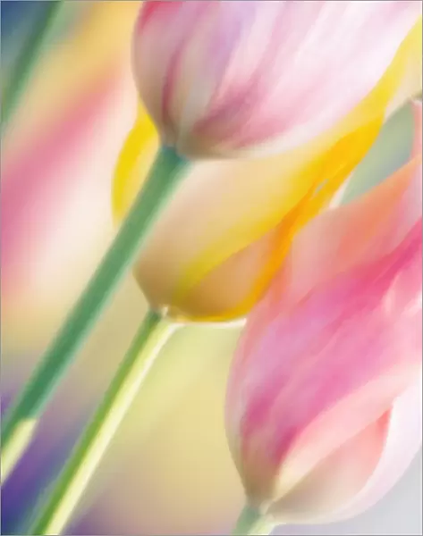 MAM_0705. Tulipa - variety not identified. Tulip. Mixed colours subject