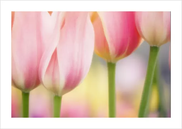 MAM_0708. Tulipa - variety not identified. Tulip. Peach subject