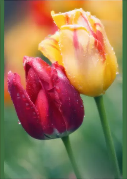 MAM_0710. Tulipa - variety not identified. Tulip. Mixed colours subject