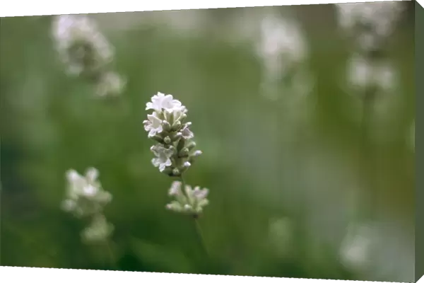 lavandula angustifolia nana alba, lavender