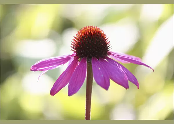PBT_0021. Echinacea purpurea. Echinacea  /  Purple coneflower. Pink subject