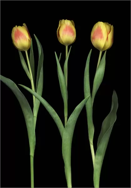 MH_0094. Tulipa - variety not identified. Tulip. Orange subject. Black b / g