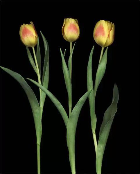 MH_0094. Tulipa - variety not identified. Tulip. Orange subject. Black b / g