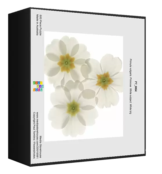 PT_0064. Primula vulgaris. Primrose. White subject. White b / g