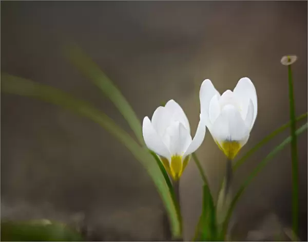 Crocus, two pure white crocuses with leaves