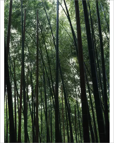 PT_0129. Bambusa - variety not identified. Bamboo. Green subject