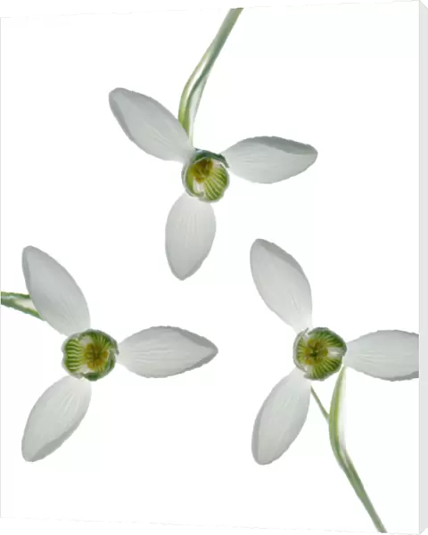 PT_0150. Galanthus - variety not identified. Snowdrop. White subject. White b / g