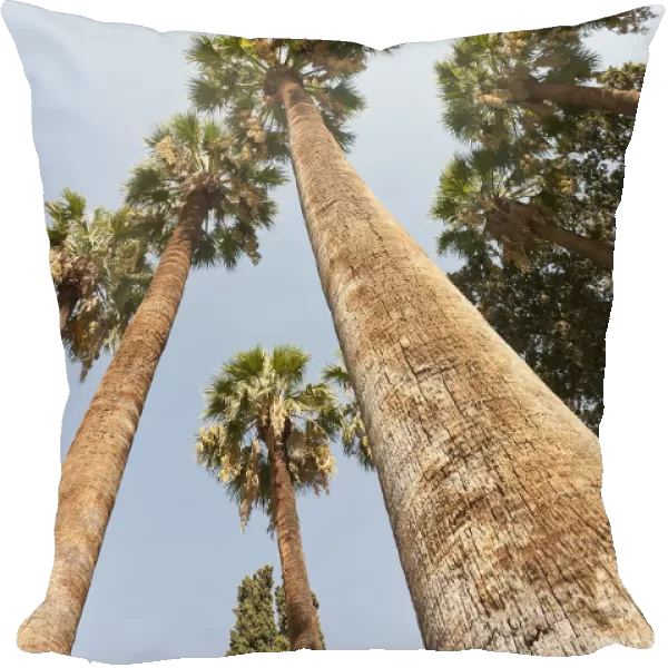 palm, date palm, phoenix dactylifera