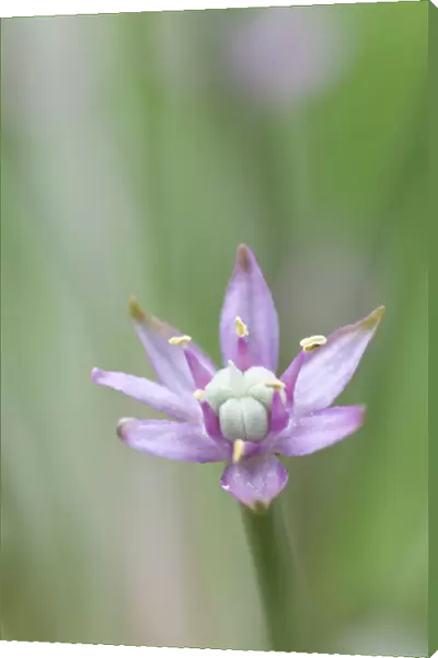 PT_0552. Allium schubertii. Allium. Purple subject