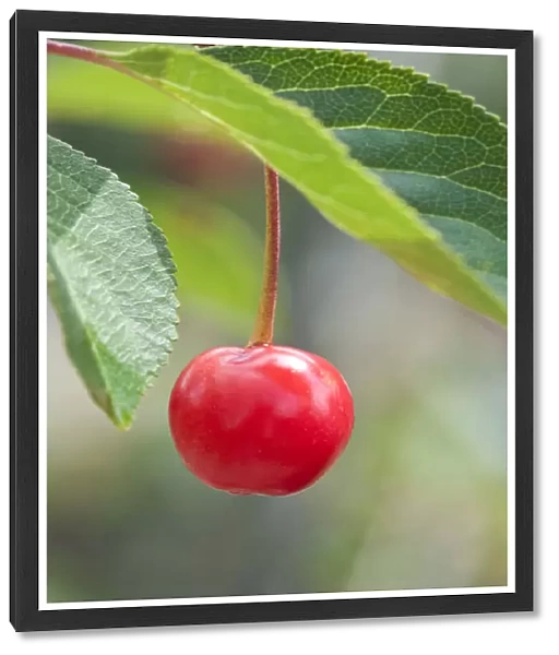 PT_0567. Prunus cerasus Nabella. Cherry - Acid cherry. Red subject