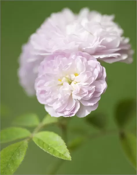 PT_0415. Rosa damascena. Rose - Damask rose. Pink subject. Green b / g