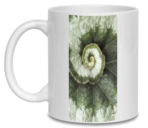 PT_0494. Begonia Escargot. Begonia Escargot. Green subject