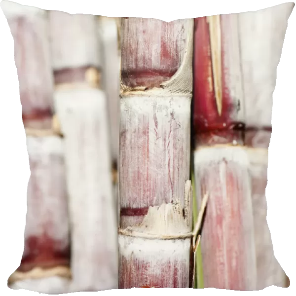 Sugar cane Saccharum officinarum Pink Perennial