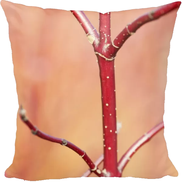 Dogwood, Red-barked dogwood, Cornus alba Spaethii