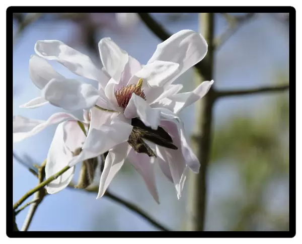magnolia sprengeri diva